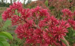 Temple Of Bloom Seven-son Flower (Heptacodium Miconioides) - 3 Pack Of Quart Pots -Wilson Bros Gardens Shop Heptacodium Temple of Bloom 2 3