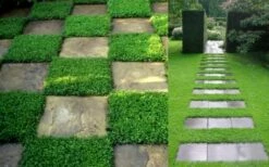 Dwarf Rupturewort Green Carpet (Herniaria Glabra) - 10 Pack Of Pint Pots -Wilson Bros Gardens Shop Herniaria Dwarf Rutpurewort 2 2