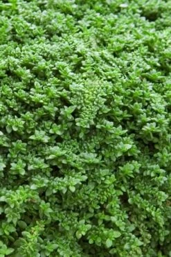 Dwarf Rupturewort Green Carpet (Herniaria Glabra) - 5 Pack Of Quart Pots -Wilson Bros Gardens Shop Herniaria Dwarf Rutpurewort 20 1