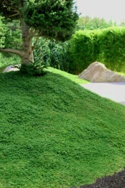 Dwarf Rupturewort Green Carpet (Herniaria Glabra) - 5 Pack Of Quart Pots -Wilson Bros Gardens Shop Herniaria Dwarf Rutpurewort 25 1