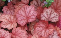 Georgia Peach Heuchera (Coral Bells) -3 Pack Of Quart Pots -Wilson Bros Gardens Shop Heuchara Georgia Peach 2 1