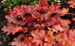 Peach Crisp Heuchera (Coral Bells) - 3 Pack Of Quart Pots -Wilson Bros Gardens Shop Heuchara Peach Crisp Closeup