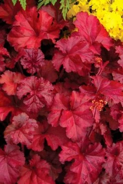 Fire Chief Heuchera (Coral Bells) - 1 Gallon Pot