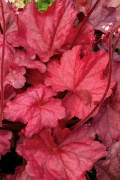 Fire Chief Heuchera (Coral Bells) - 1 Gallon Pot -Wilson Bros Gardens Shop Heuchera Fire Chief 2 1