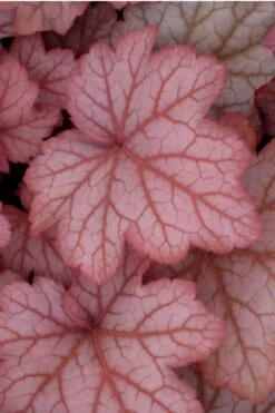 Georgia Peach Heuchera (Coral Bells) - 1 Gallon Pot -Wilson Bros Gardens Shop Heuchera Georgia Peach 10