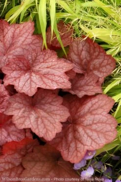 Georgia Peach Heuchera (Coral Bells) -3 Pack Of Quart Pots