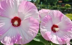 Luna Pink Swirl Hardy Hibiscus - 3 Gallon Pot -Wilson Bros Gardens Shop Hibiscus Luna Pink Swirl 3