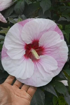 Summerific Perfect Storm Hibiscus - Rose Mallow - 2 Gallon Pot -Wilson Bros Gardens Shop Hibiscus Perfect Storm 1