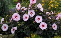Summerific Perfect Storm Hibiscus - Rose Mallow - 2 Gallon Pot -Wilson Bros Gardens Shop Hibiscus Perfect Storm 3