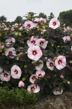 Summerific Perfect Storm Hibiscus - Rose Mallow - 2 Gallon Pot