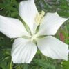 White Swamp Hardy Hibiscus - 3 Gallon Pot