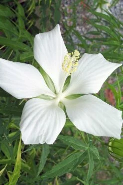 White Swamp Hardy Hibiscus - 1 Gallon Pot