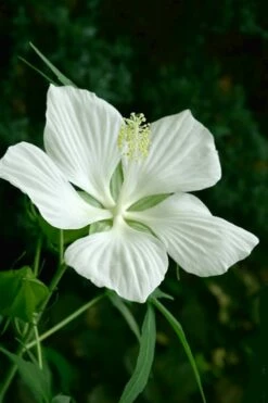 White Swamp Hardy Hibiscus - 1 Gallon Pot -Wilson Bros Gardens Shop Hibiscus White Swamp 3