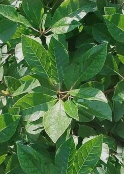 Apollo Winterberry Male Holly - 3 Gallon Pot