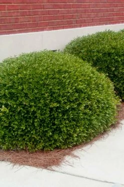 Bordeaux Dwarf Yaupon Holly - 1 Gallon Pot