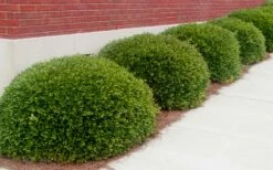 Bordeaux Dwarf Yaupon Holly - 1 Gallon Pot -Wilson Bros Gardens Shop Holly Bordeaux 11