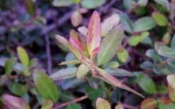 Bordeaux Dwarf Yaupon Holly - 3 Gallon Pot -Wilson Bros Gardens Shop Holly Bordeaux Dwarf Yaupon NewGrowth 1