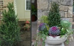 Pyramidal Compacta Japanese Holly - 3 Gallon Pot 9 Pyramidal Compacta Japanese Holly - 3 Gallon Pot -Wilson Bros Gardens Shop Holly Compacta Pyramidal 2