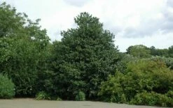 Emily Bruner Pyramidal Holly - 7 Gallon Pot (3-4') -Wilson Bros Gardens Shop Holly Emily Bruner 2 1