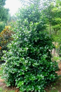 Emily Bruner Pyramidal Holly - 7 Gallon Pot (3-4') -Wilson Bros Gardens Shop Holly Emily Bruner 3 1