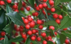 Foster's No. 2 Holly - 3 Gallon Pot -Wilson Bros Gardens Shop Holly Fosteri Berries Foliage 1