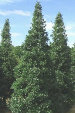 Foster's No. 2 Holly - 3 Gallon Pot -Wilson Bros Gardens Shop Holly Fosters No 2 500x750 2