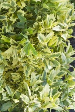 Golden Oakland Holly - 3 Gallon Pot -Wilson Bros Gardens Shop Holly Golden Oakland 1 3