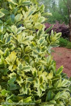 Golden Oakland Holly - 1 Gallon Pot -Wilson Bros Gardens Shop Holly Golden Oakland 2 2