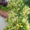 Golden Oakland Holly - 2 Gallon Pot