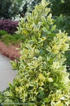 Golden Oakland Holly - 2 Gallon Pot