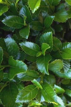 Liberty Holly - 3 Gallon Pot -Wilson Bros Gardens Shop Holly Liberty 9