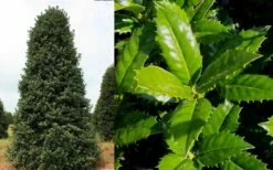 Mary Nell Holly - 6 Pack Of 1 Gallon Pots -Wilson Bros Gardens Shop Holly Mary Nell