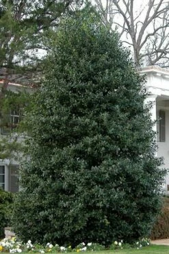 Nellie R. Stevens Holly - 7 Gallon Pot (3-4') -Wilson Bros Gardens Shop Holly Nellie Stephens 10 1