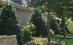 Oakland Holly - 3 Gallon Pot -Wilson Bros Gardens Shop Holly Oakland 13 1