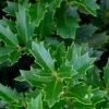 Oakland Holly - 3 Gallon Pot