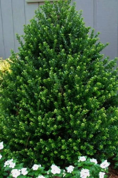 Pyramidal Compacta Japanese Holly - 3 Gallon Pot 1 Pyramidal Compacta Japanese Holly - 3 Gallon Pot