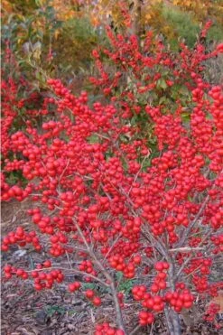 Winter Red Female Winterberry Holly - 3 Gallon Pot -Wilson Bros Gardens Shop Holly Winter Red 1 2