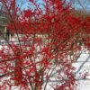 Winter Red Female Winterberry Holly - 1 Gallon Pot