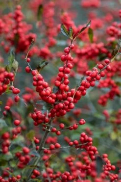 Winter Red Female Winterberry Holly - 3 Gallon Pot -Wilson Bros Gardens Shop Holly Winter Red 3 2