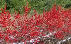 Winter Red Female Winterberry Holly - 3 Gallon Pot -Wilson Bros Gardens Shop Holly Winter Red 4 2