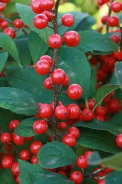 Winter Red Female Winterberry Holly - 3 Gallon Pot -Wilson Bros Gardens Shop Holly Winter Red 5 2