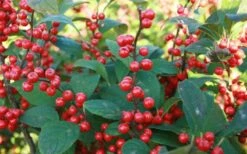 Winter Red Female Winterberry Holly - 3 Gallon Pot -Wilson Bros Gardens Shop Holly Winter Red 7 2