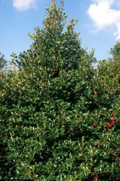 Wirt L. Winn Holly (Ilex X Koehneana) - 3 Gallon Pot -Wilson Bros Gardens Shop Holly Wirt L Winn 2