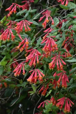 Alabama Crimson Red Trumpet Honeysuckle - 5 Gallon Pot
