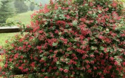 Alabama Crimson Red Trumpet Honeysuckle - 5 Gallon Pot -Wilson Bros Gardens Shop Honeysuckle Alabama Crimson 2 1