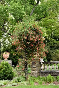 Alabama Crimson Red Trumpet Honeysuckle - 5 Gallon Pot -Wilson Bros Gardens Shop Honeysuckle Alabama Crimson 3 1