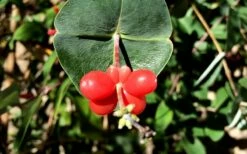 Alabama Crimson Red Trumpet Honeysuckle - 5 Gallon Pot -Wilson Bros Gardens Shop Honeysuckle Coral 6 1