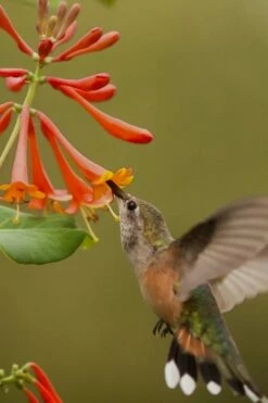 Dropmore Scarlet Honeysuckle Vine - Lonicera X Brownii - 3 Gallon Pot
