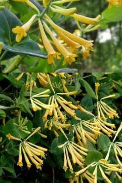 John Clayton Yellow Honeysuckle Vine - 2 Gallon Pot -Wilson Bros Gardens Shop Honeysuckle John Clayton 2