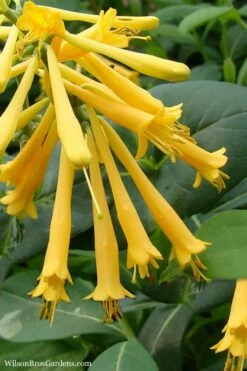John Clayton Yellow Honeysuckle Vine - 1 Gallon Pot